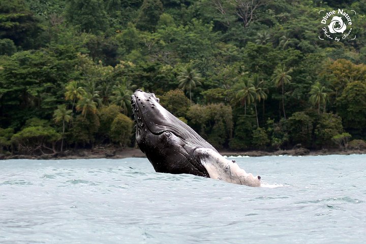Dolphin and Whale Watching Tour in Drake Bay as seen on National Geographic