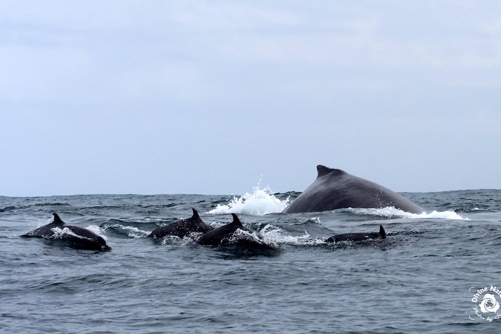 Dolphin and Whale Watching Tour in Drake Bay as seen on National Geographic