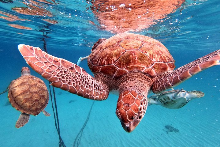 Unforgettable Sea Turtle Swim & Grote Knip Beach Escape
