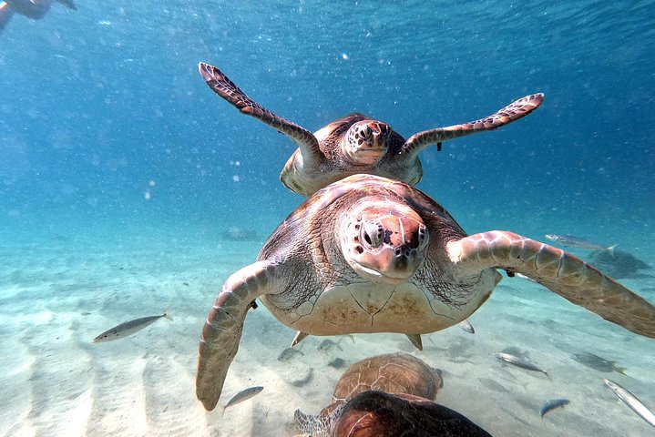 Unforgettable Sea Turtle Swim & Grote Knip Beach Escape