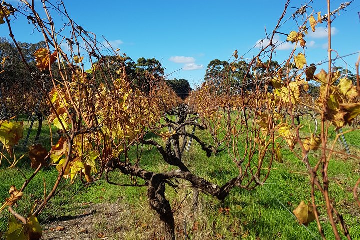 Margaret River Small-Group Curated Wine, Coffee, Lunch & Forest