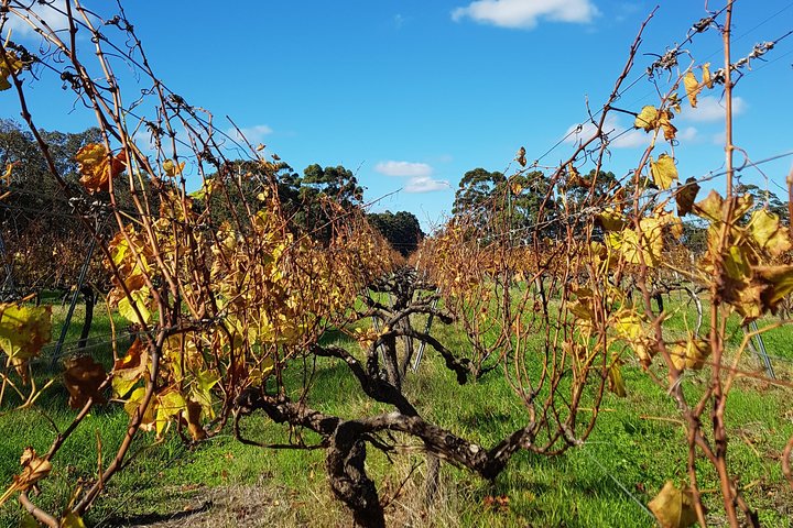 Hidden Gems of Margaret River: Wine, Italian Lunch & Emu Feeding