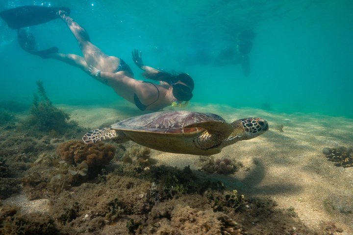 Half Day Low Isles Snorkelling Tour from Port Douglas
