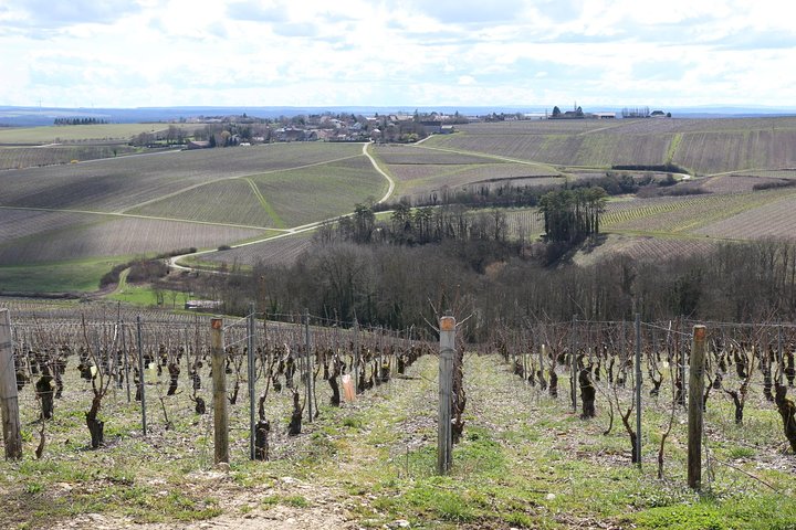 Chablis & Northern Burgundy Wine Tour