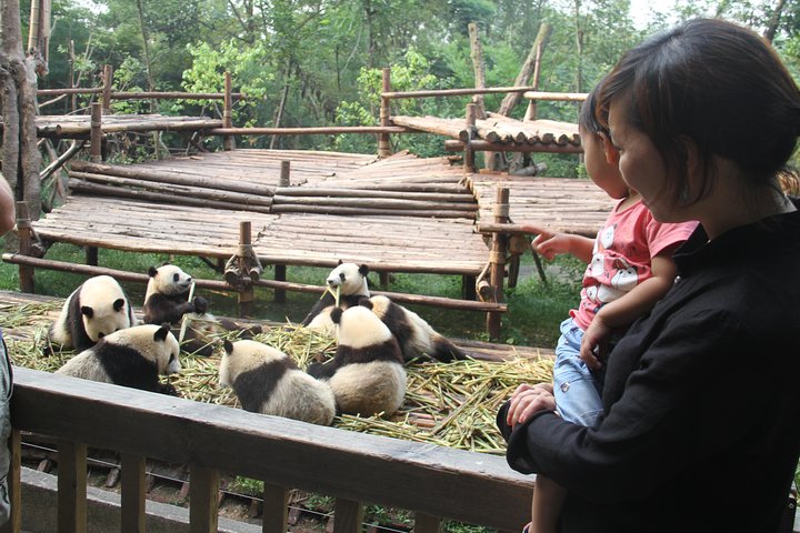 1-Day Chengdu Panda Base and Leshan Giant Buddha Private Tour with the Lunch
