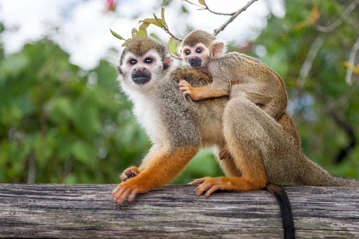Monkeyland and Plantation Safari Tour from Punta Cana
