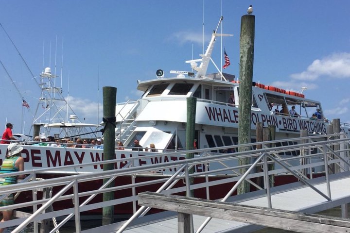 Whale and Dolphin Watching Cruise from Cape May