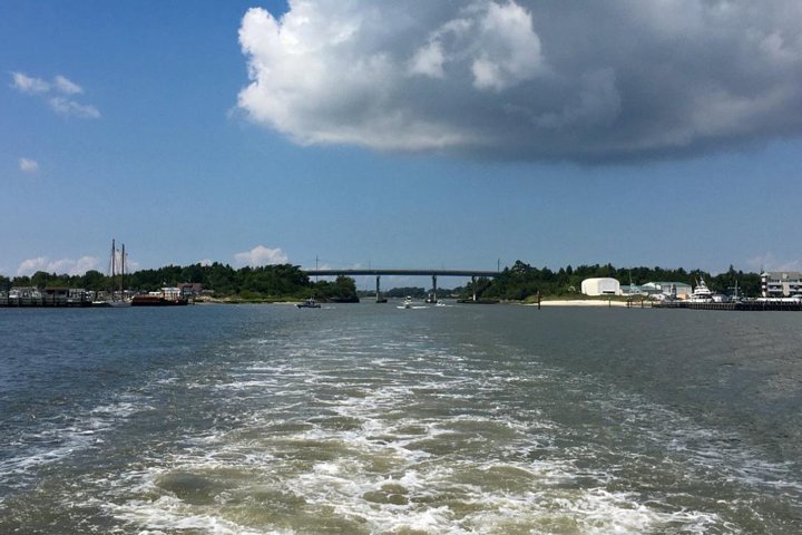 Dolphin Watching around Cape May