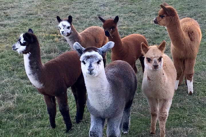 2-Hour Alpaca Farm Experience in Kenilworth