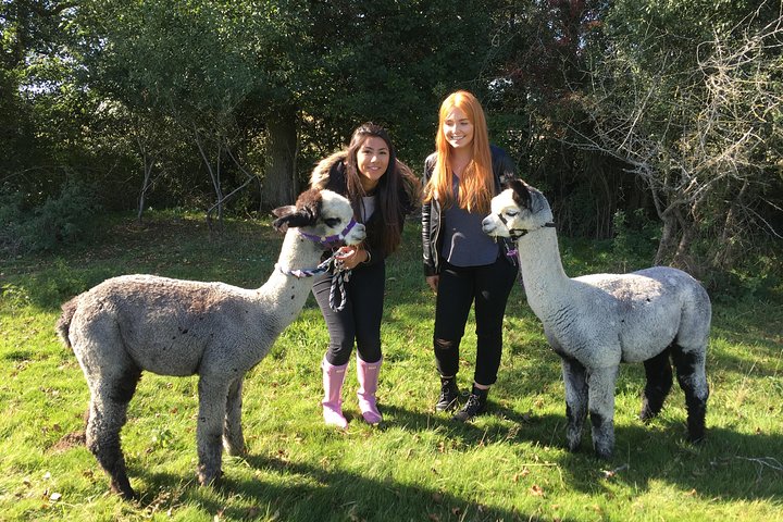 2-Hour Alpaca Farm Experience in Kenilworth