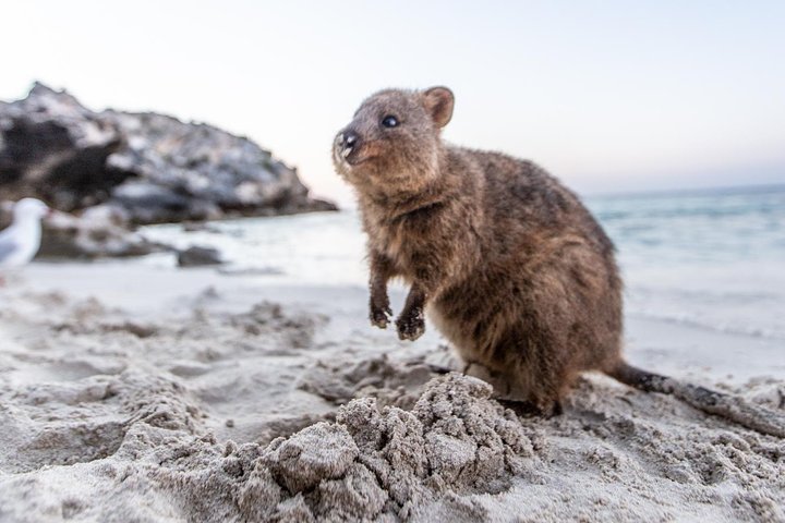 Rottnest Island All-Inclusive Grand Island Tour from Fremantle