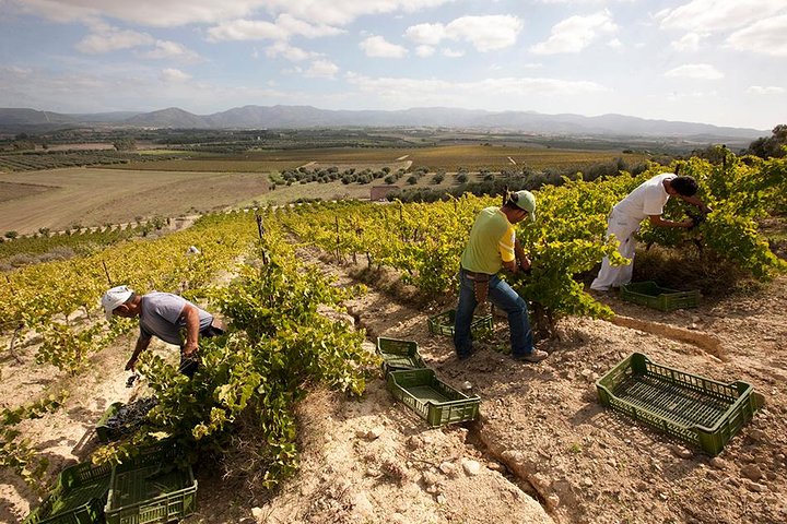 Cagliari: Full Day Wine Private Experience with Lunch