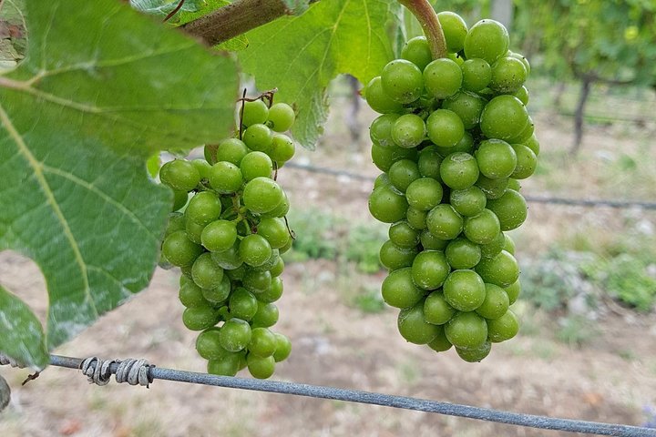 Beyond the Vines - Full-Day Marlborough Wine Tasting Tour