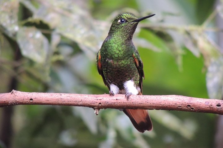 Mindo Cloud Forest Private Day Tour