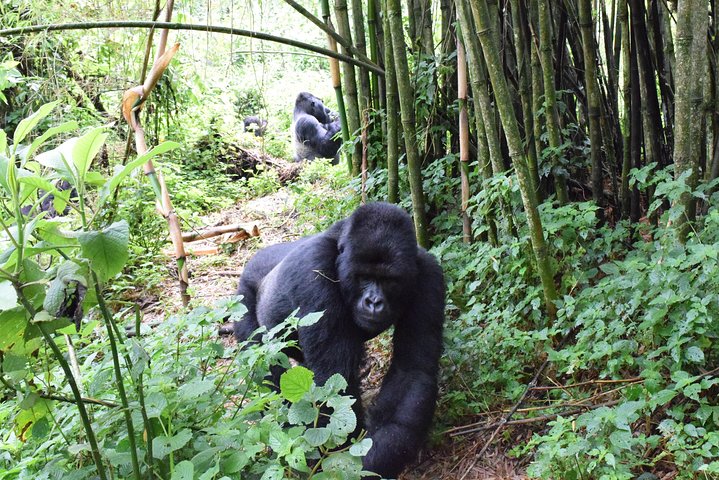 Lowland Gorilla trekking in Kahuzi-Biega National Park
