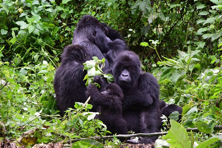 Lowland Gorilla trekking in Kahuzi-Biega National Park