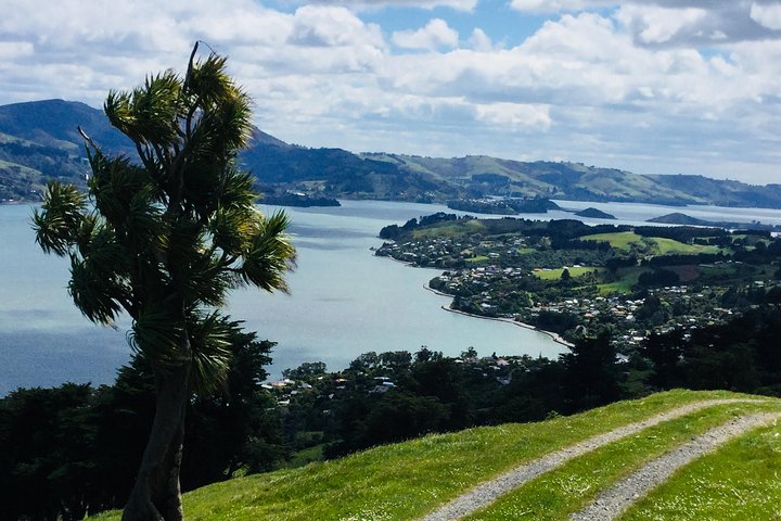 Dunedin City Highlights, Otago Peninsula Scenery & a Guided Penguin Reserve Tour