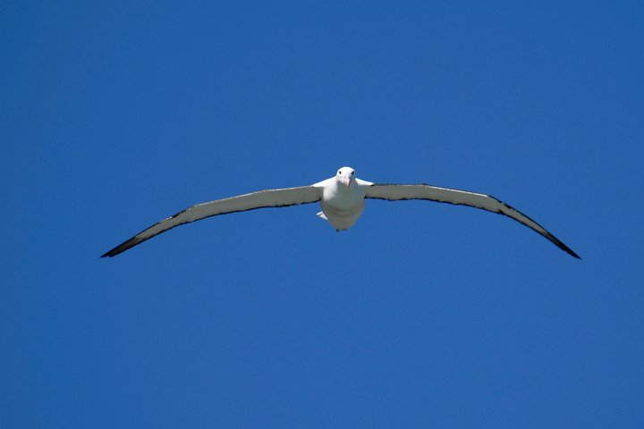 Dunedin City Highlights, Otago Peninsula Scenery & Albatross Guided Tour