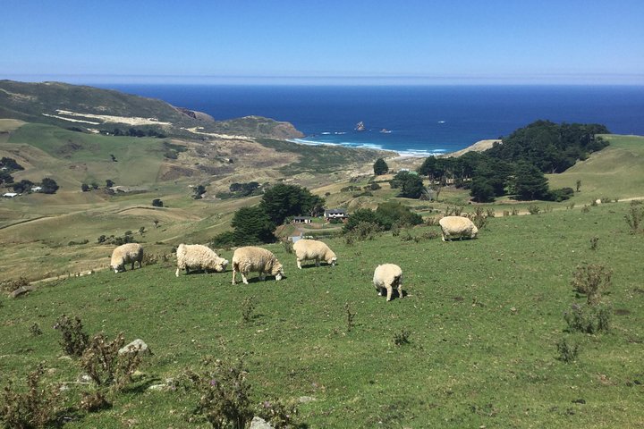Dunedin City Highlights, Otago Peninsula Scenery & a Guided Penguin Reserve Tour