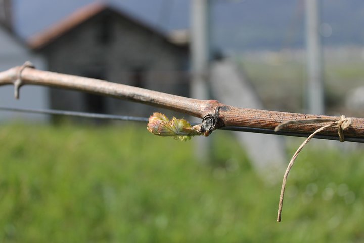 Savor Ossola Wines & Local Treats in a Scenic Vineyard