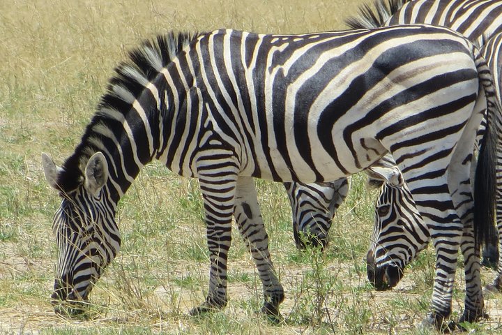 Chobe Safari Overnight Camping Trip