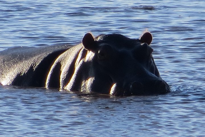 Chobe Safari Overnight Camping Trip