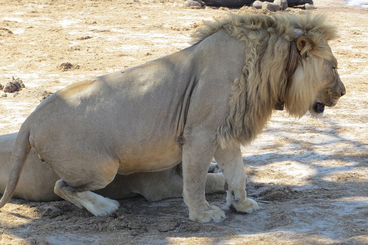 Chobe Safari Overnight Camping Trip