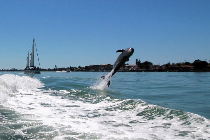Dolphin Racer Adventure Cruise in St. Pete