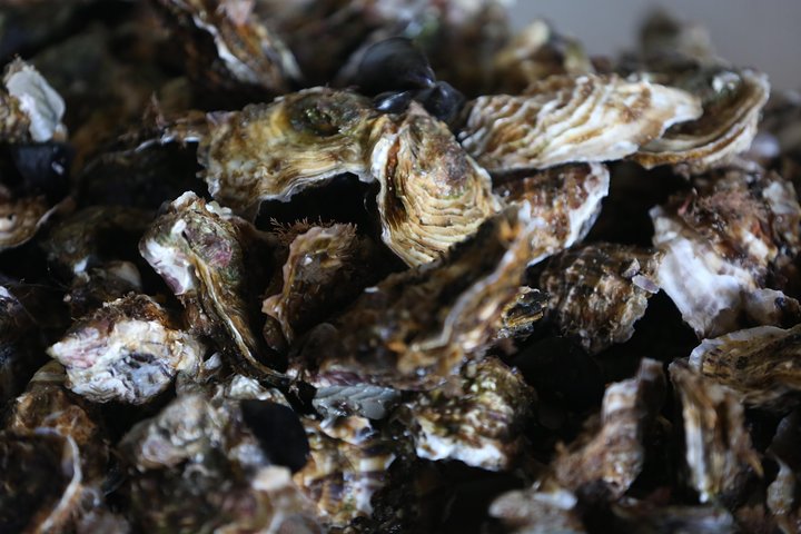 tour to Sete, an oyster farm & Wine Tasting