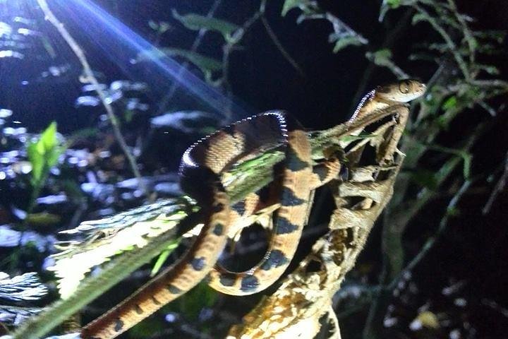 Monteverde Cloud Forest Night Wildlife Experience