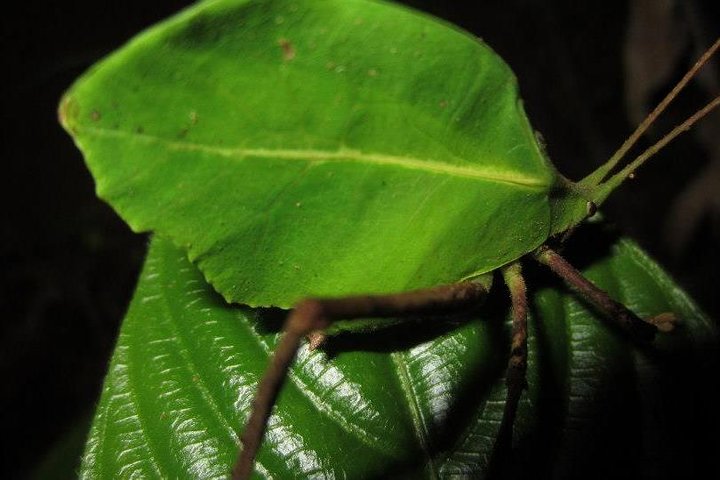 Monteverde Cloud Forest Night Wildlife Experience