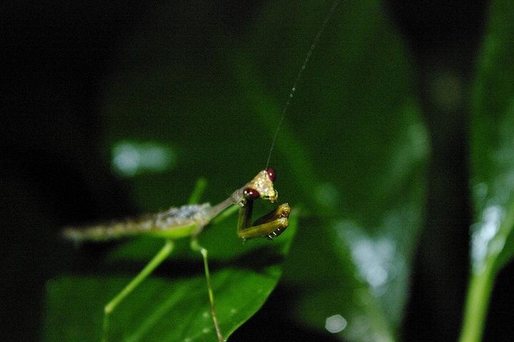 Monteverde Cloud Forest Night Wildlife Experience