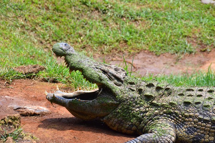 Durban City & PheZulu Cultural Village Day Tour from Durban