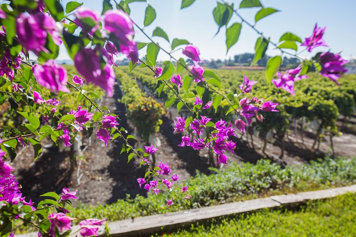 Alicante Winery Small Group Tour with Wine Tasting