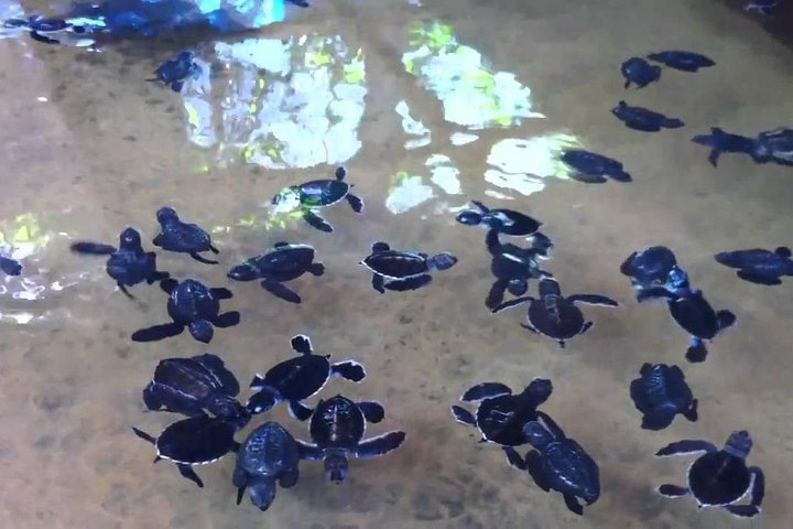 Galle Day Trip with River Safari, Sea Turtle & Stilt Fishermen