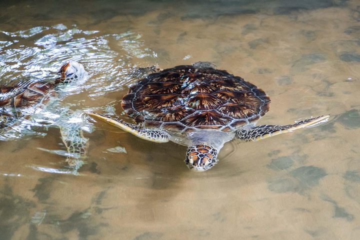 Galle Day Trip with River Safari, Sea Turtle & Stilt Fishermen