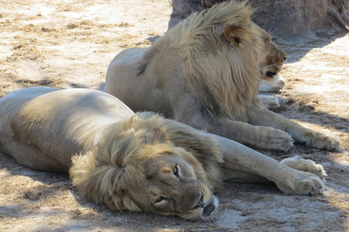 Chobe Safari Overnight Camping Trip
