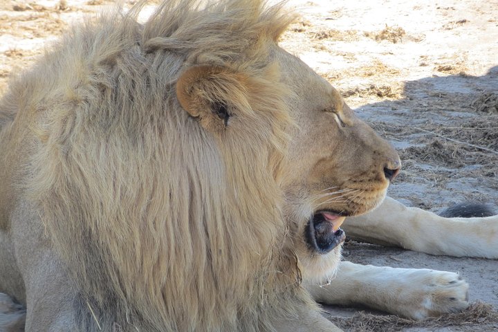 Chobe Safari Overnight Camping Trip