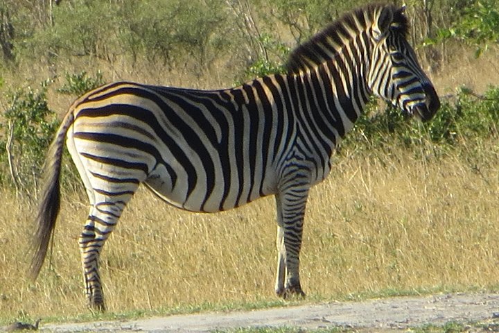 Chobe Safari Overnight Camping Trip