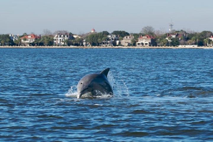 Afternoon Schooner Sightseeing Dolphin Cruise on Charleston Harbor