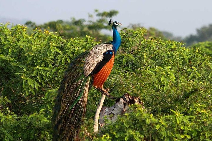 Yala Safari Day Trip from Bentota/ Kalutara/ Ahungalla/ Hikkaduwa