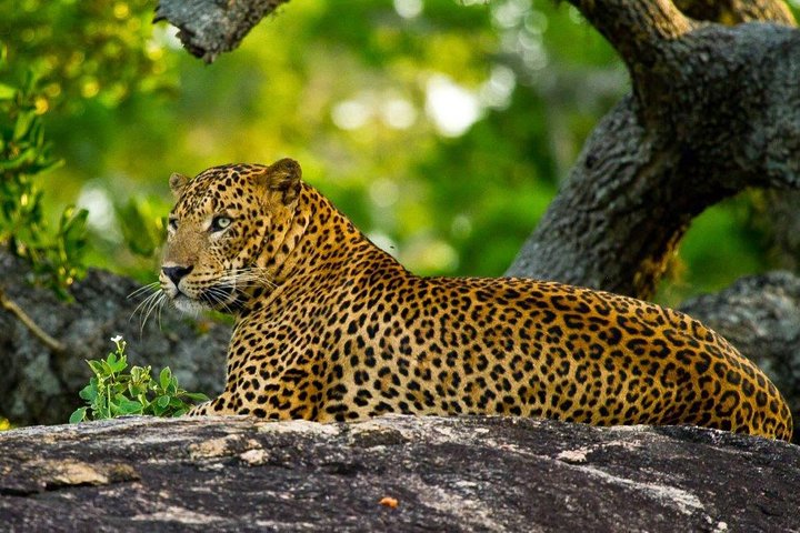 Yala Safari Day Trip from Bentota/ Kalutara/ Ahungalla/ Hikkaduwa