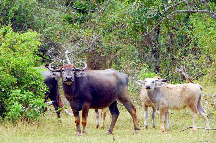 Yala Safari Day Trip from Bentota/ Kalutara/ Ahungalla/ Hikkaduwa