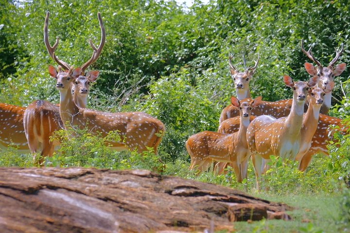 Yala Safari Day Trip from Bentota/ Kalutara/ Ahungalla/ Hikkaduwa