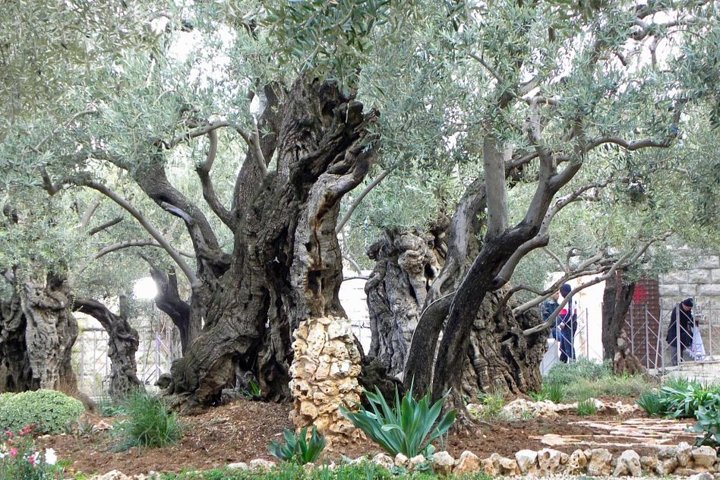 Ashdod Shore Excursion:The Dead Sea and Jerusalem Small Group Tour