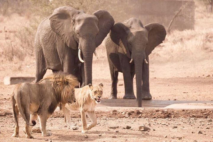 All Inclusive 3 Day Kruger Safari Adventure From Johannesburg