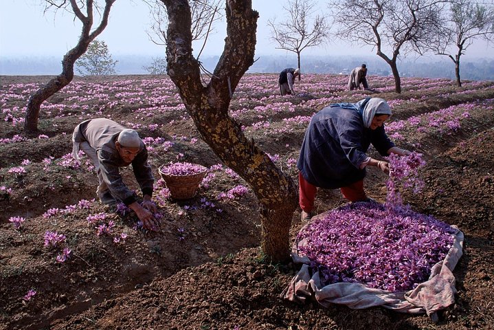 6-Days Luxury Tour Package of Kashmir from Srinagar