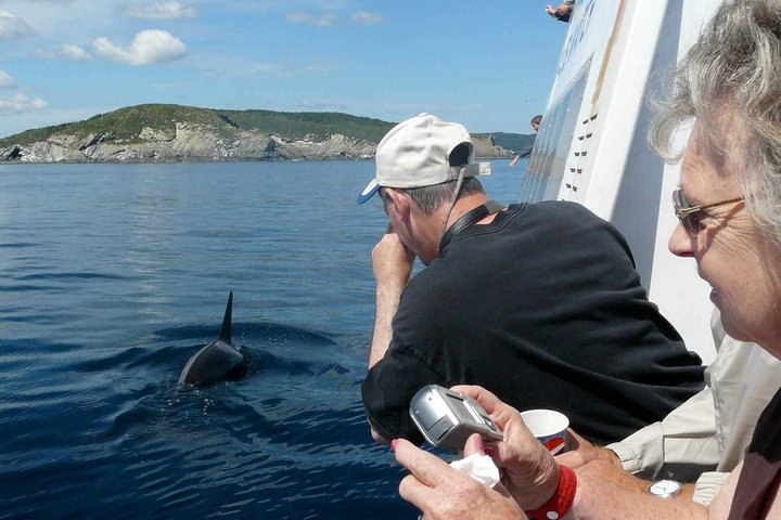 Newfoundland Puffin and Whale Watch Cruise