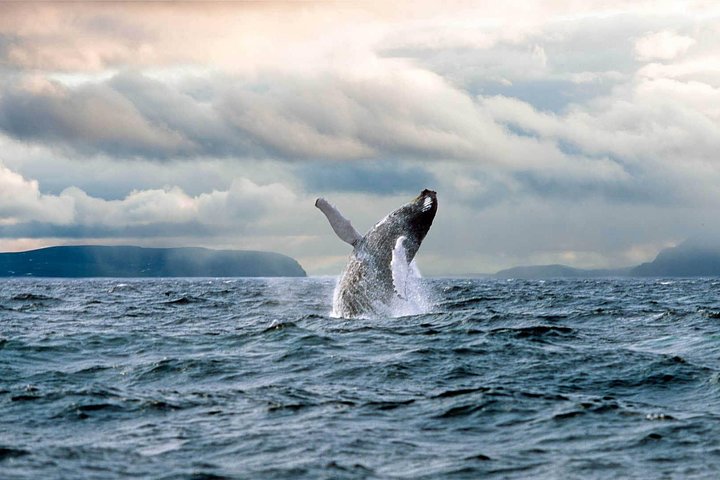 Newfoundland Puffin and Whale Watch Cruise
