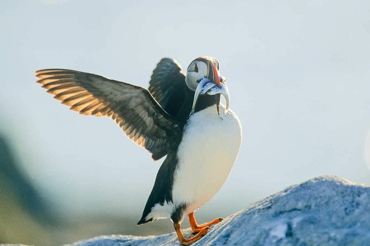 Newfoundland Puffin and Whale Watch Cruise